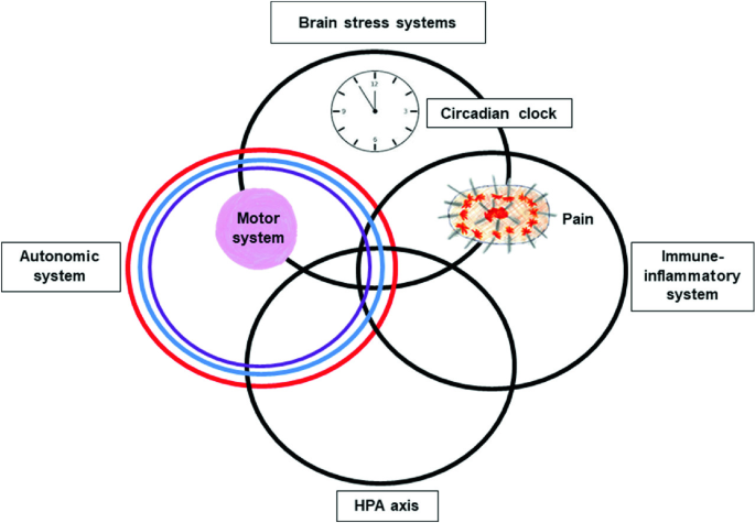 A Venn diagram with 4 overlapping circles demonstrates the stress system for functional somatic symptoms. The autonomic system which has a motor system, the H P A axis, and the Immune-inflammatory system jot up to the brain stress system which has a Circadian clock in it which accelerates pain with the spikey ball.