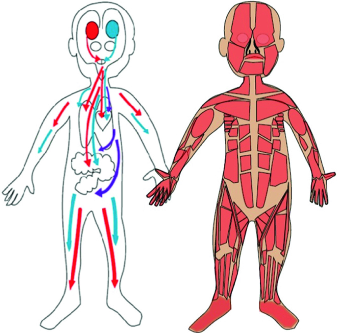 2 diagrammatic illustrations of human bodies holding hands demonstrate the activation of the skeletomotor systems and the autonomic nervous systems occurring hand in hand.