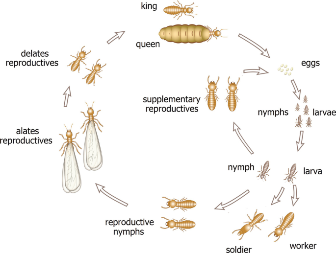 Termites, Ants Dig Up Gold And Mineral Deposits - Asian Scientist