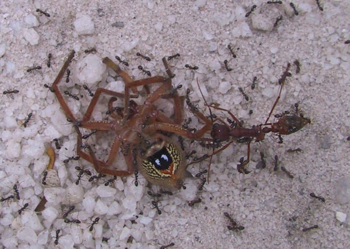 It's getting hotter, so spiders are emerging. Should I be alarmed? -  Institute for Molecular Bioscience - University of Queensland