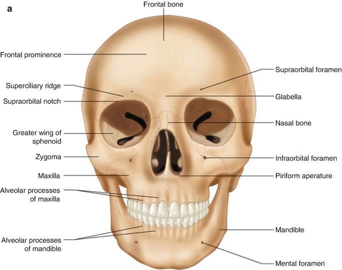 The Anatomic Basis of Facial Surgical Complications | SpringerLink