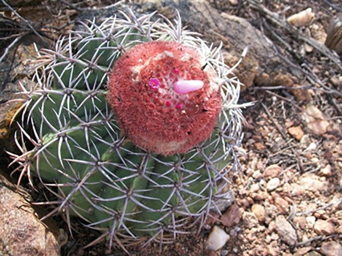 Melocactus zehntneri (Britton & Rose) Luetzelb. Cactaceae | Springer Nature  Link