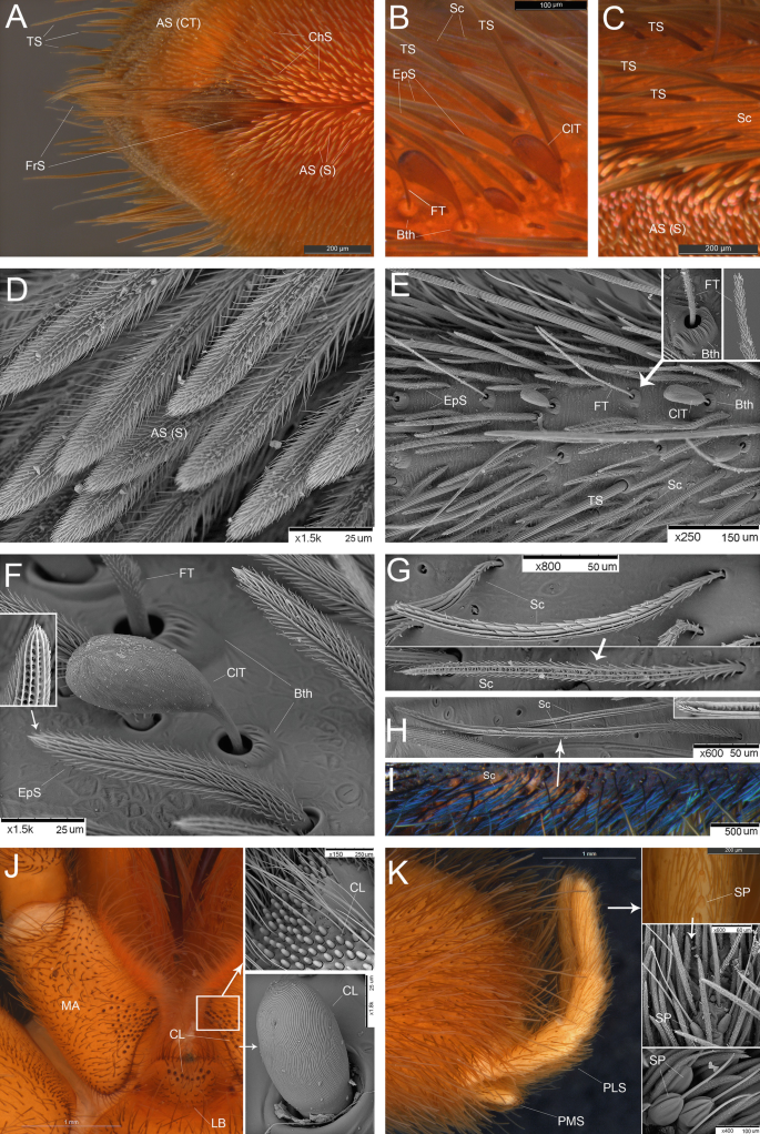Cuticular Structures of New World Tarantulas: Ultramorphology of