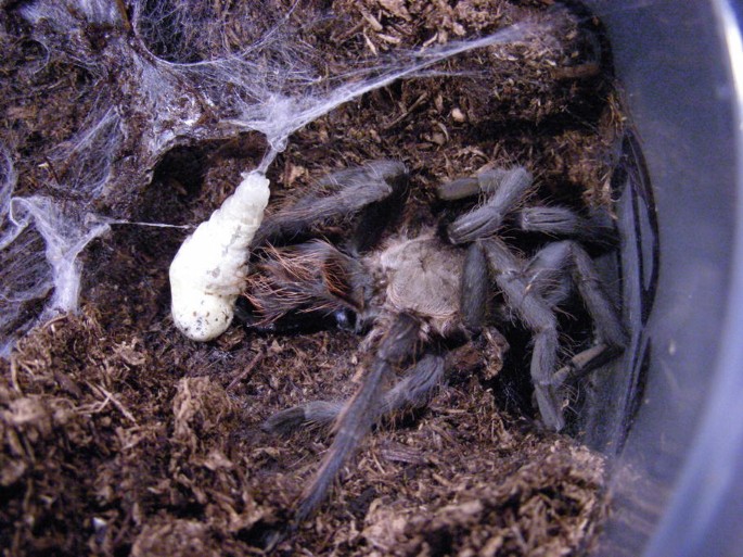 Situation and Conservation of Tarantulas in the Americas | SpringerLink