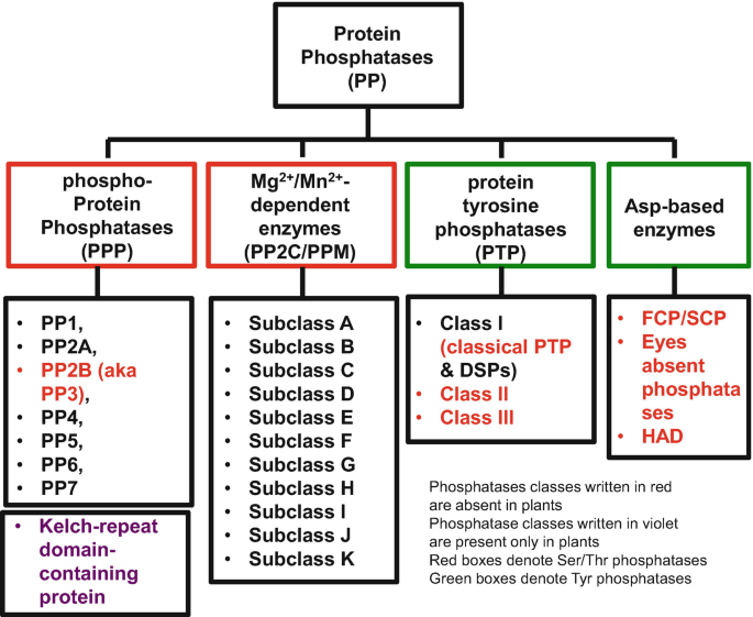 Role of Protein Phosphatases in Signaling, Potassium Transport, and Abiotic  Stress Responses | SpringerLink