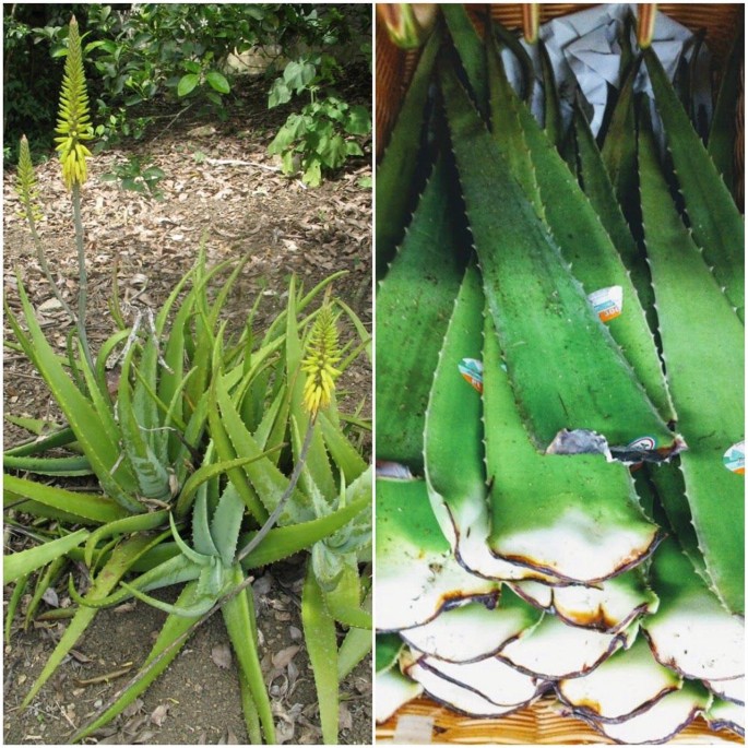 Aloe vera (L.) Burm.f. (Asphodelaceae) | SpringerLink