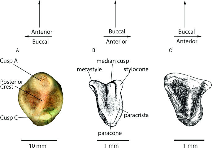 Prognathous, callipygous, steatopygous, exophthalmos