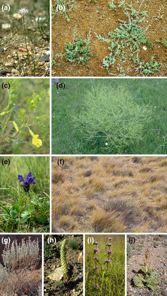 How Are Tumbleweeds Formed? - WorldAtlas