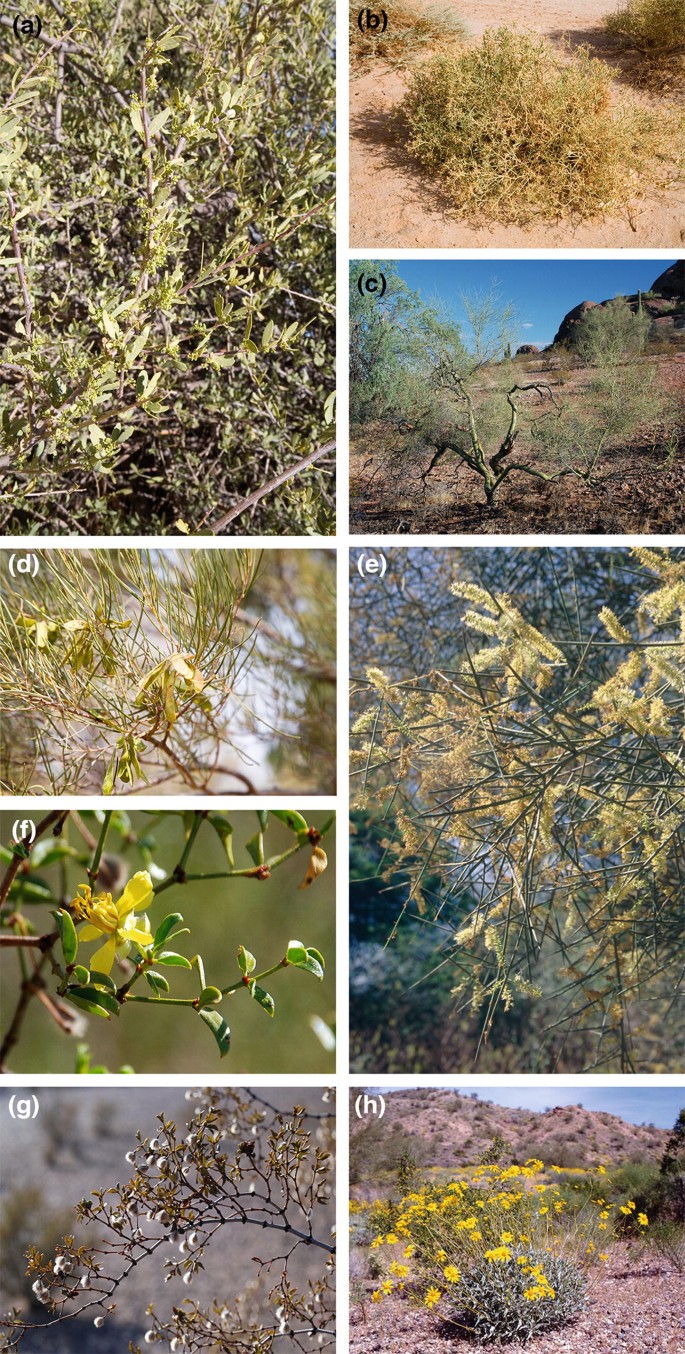 Zonal Vegetation of the Tropical-Subtropical Dry Zone | SpringerLink