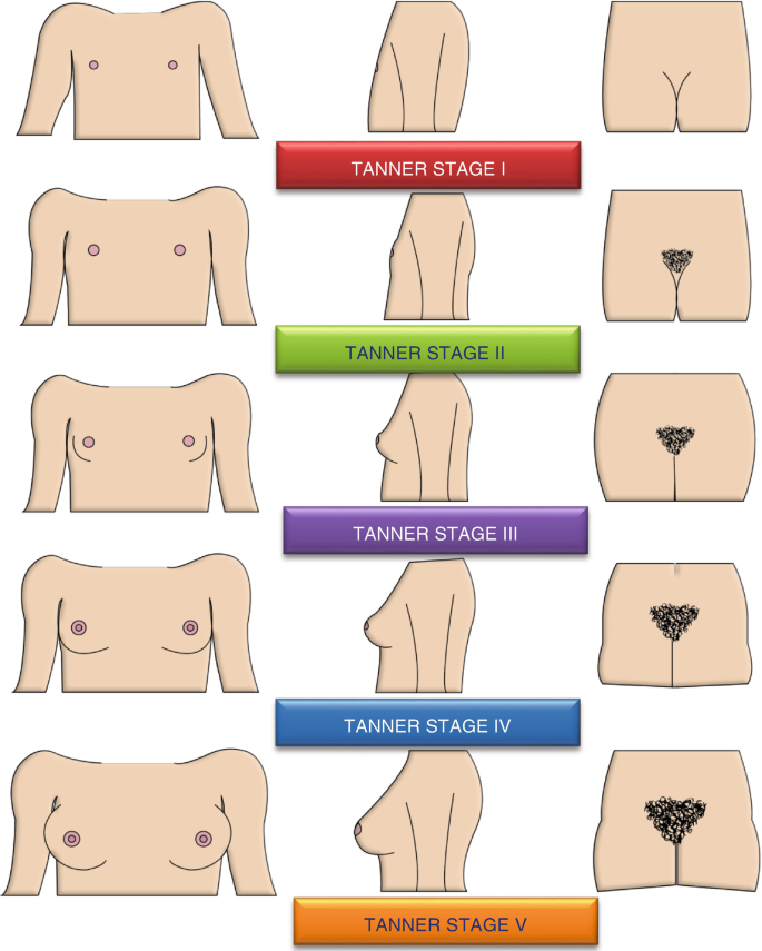 Breast Development - baby, stages, average, Definition