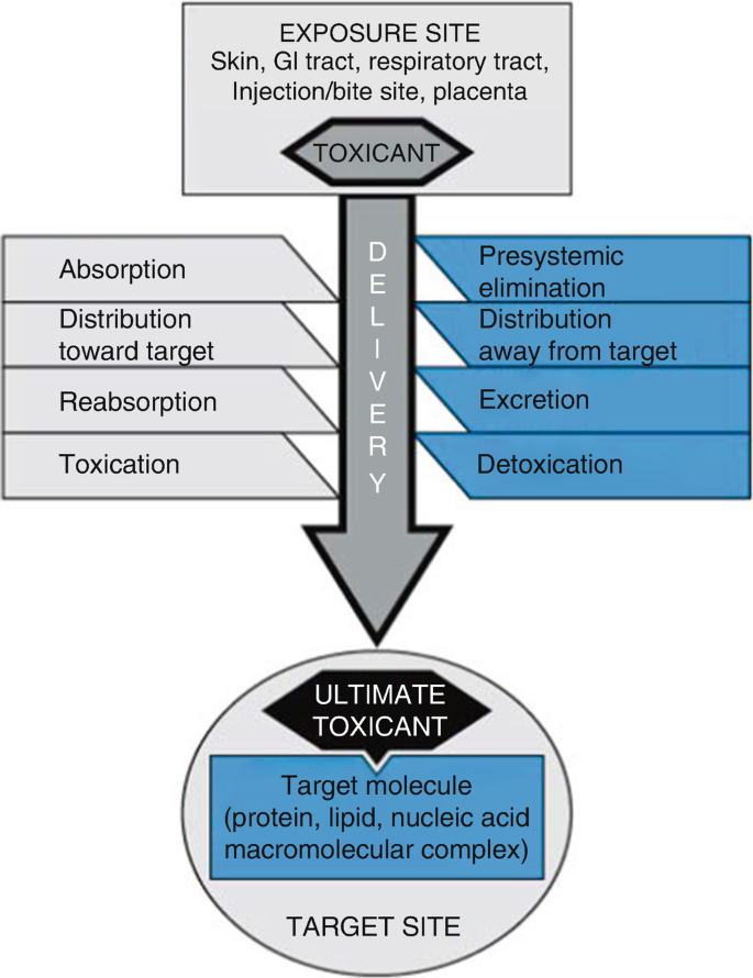 Toxicity pathways. Toxicity pathways describe the processes by