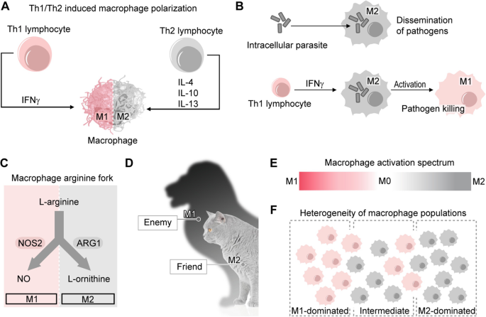 macrophage activation m1 m2