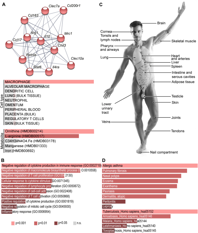 Macrophage states: there's a method in the madness: Trends in Immunology