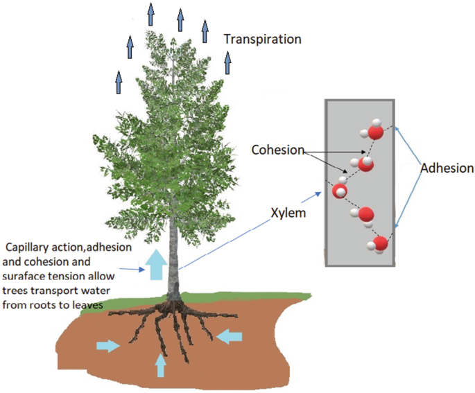 Properties of Water | SpringerLink