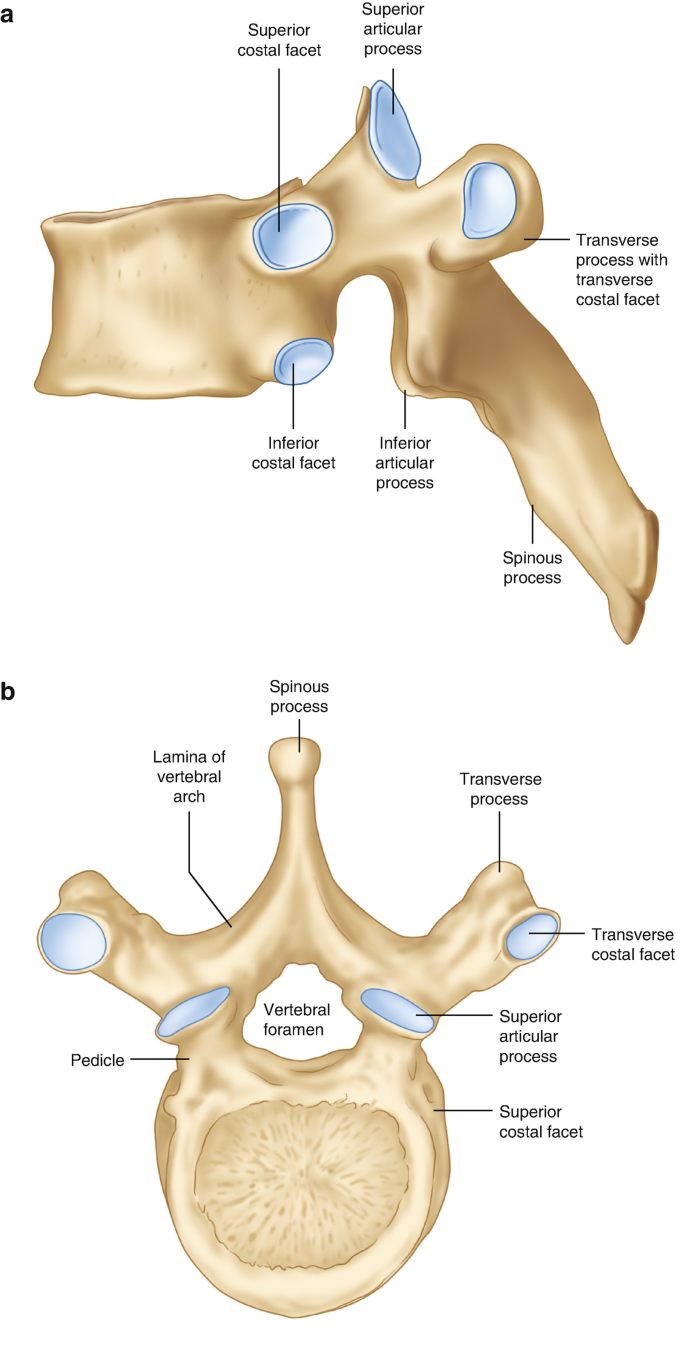 Anatomy of the Pediatric Spine | SpringerLink