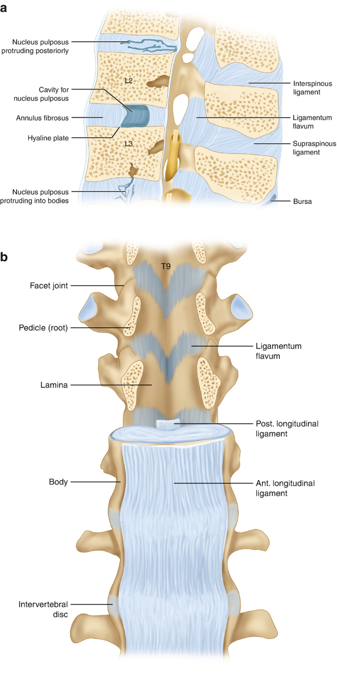 Neuraxial Clinical Anatomy - Pediatric Anesthesia Digital Handbook, image size:685x1372