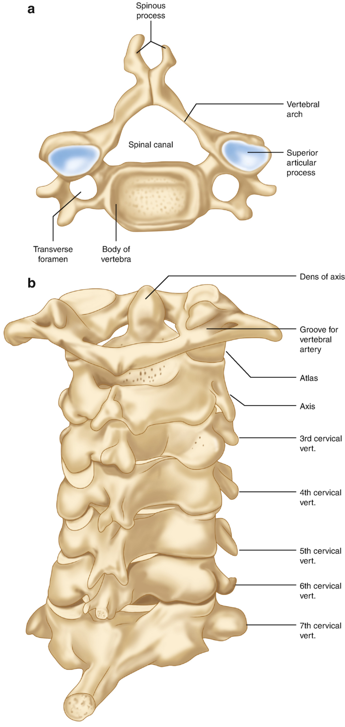 Sixth Cervical Vertebra