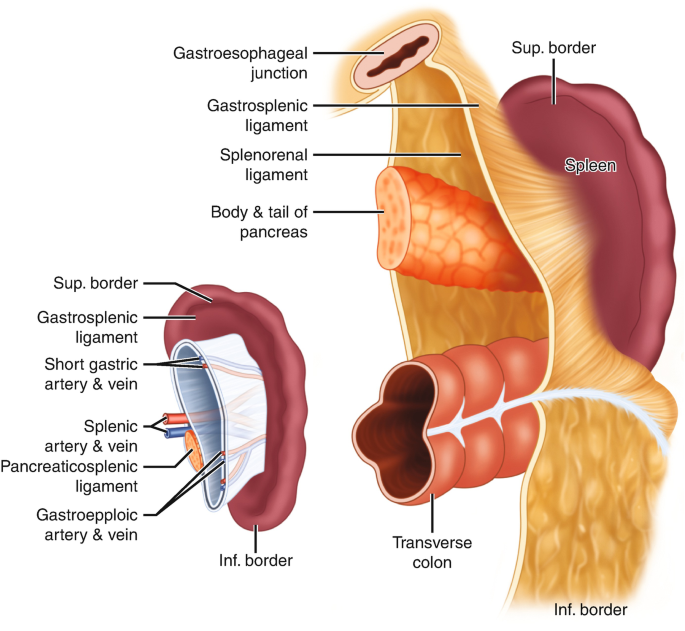 Spleen | SpringerLink