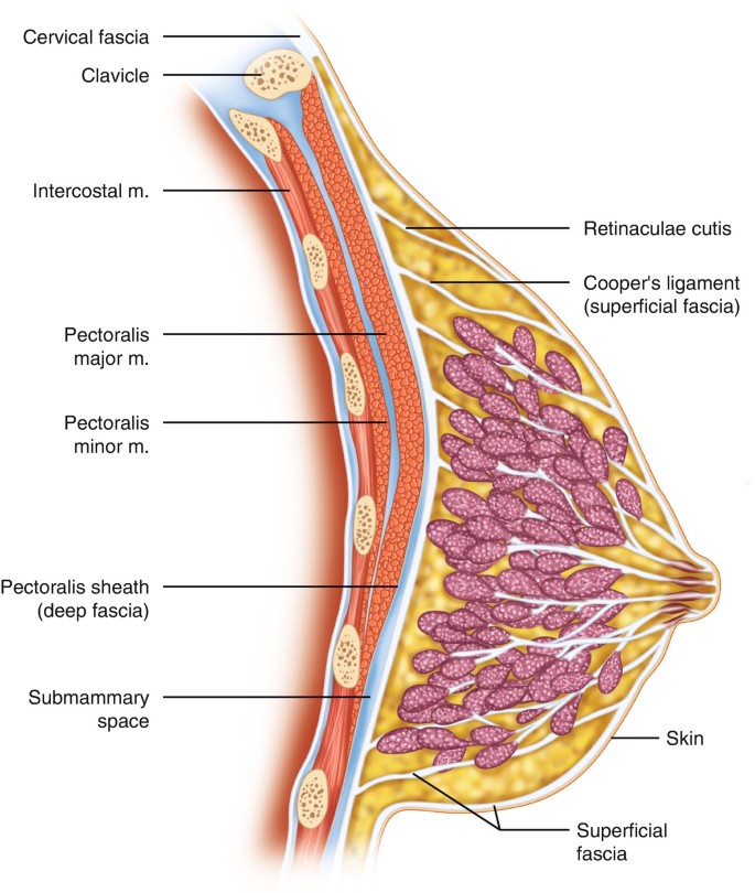 Thoracic wall and breast: normal anatomy