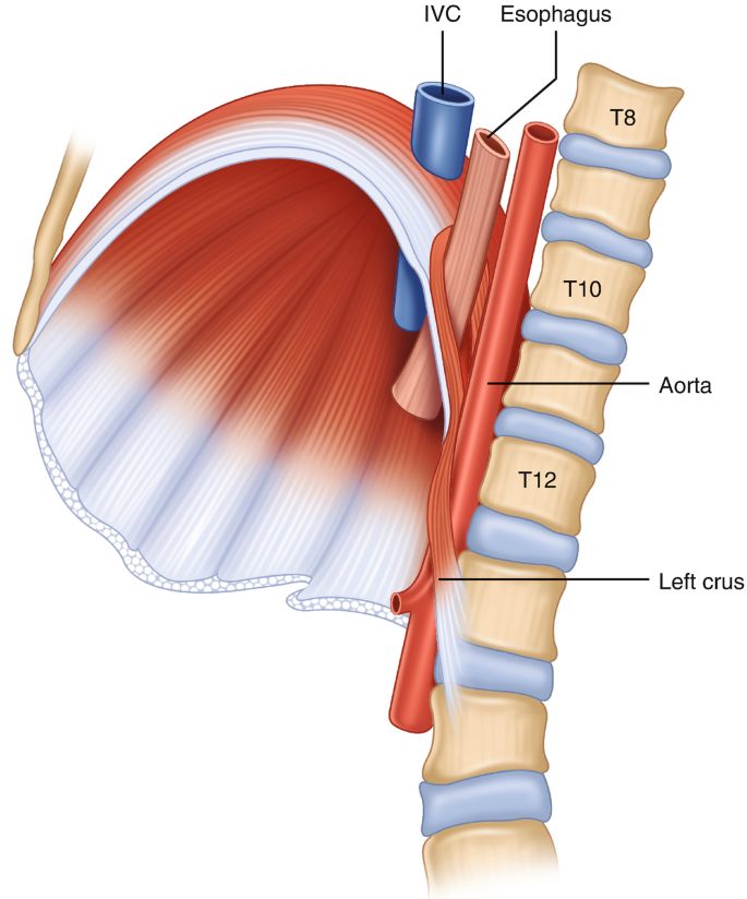 Diaphragm Springerlink