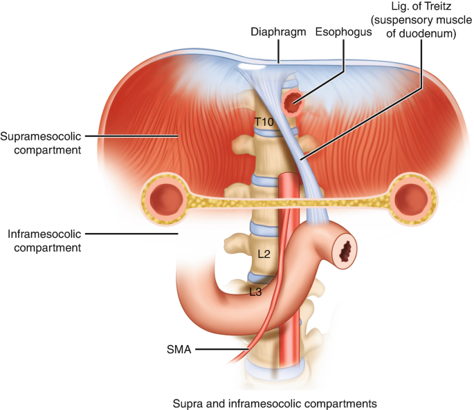 Duodenum | SpringerLink