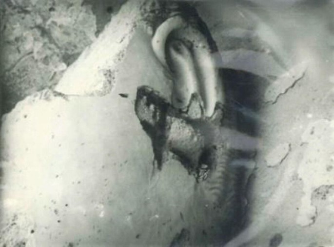 A close-up view of the ear of the statue of Sakyamuni Buddha.