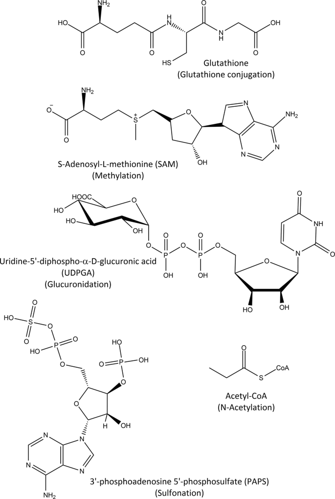 glutathione conjugation in drug metabolism Drug Metabolism Synthetic (Phase II) Reactions