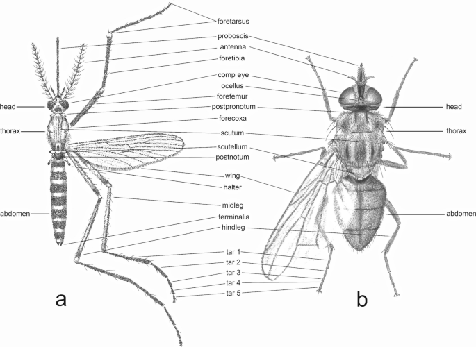 Introduction to the Taxonomy and General Biology of Diptera (Insecta)  Involved in the Transmission of Avian Haemosporida | SpringerLink