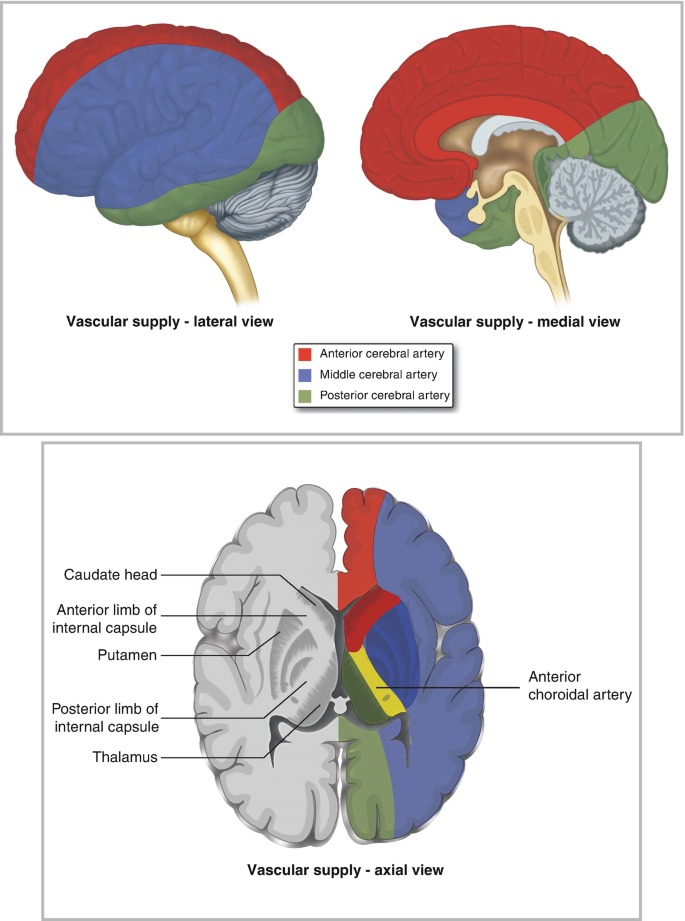 Venous Drainage of the Central Lobe, Neuroanatomy