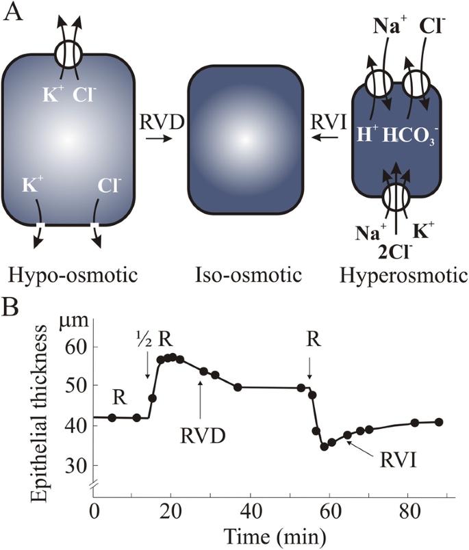 can glutathione affect menstrual cycle Sex differences in glutathione metabolism and acetaminophen toxicity