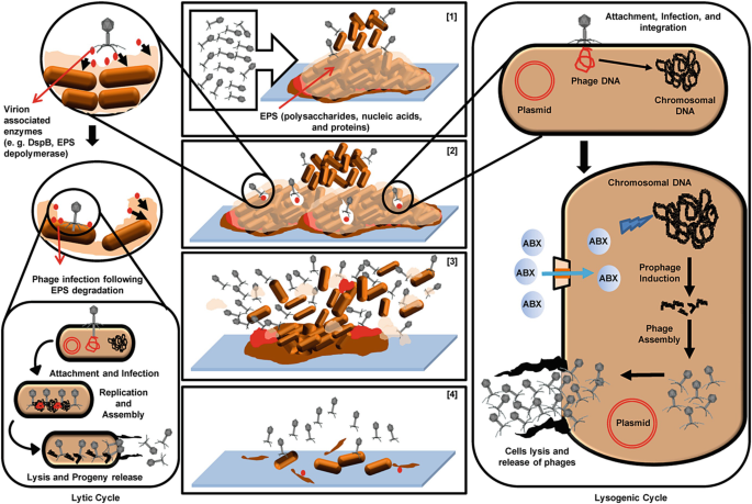 Control Of Bacterial Biofilms For Mitigating Antimicrobial Resistance Springerlink