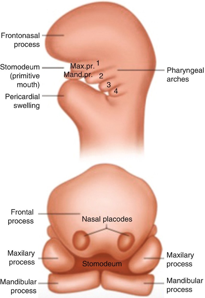Embryology of the Head and Neck: An Aid to Understanding Our ...
