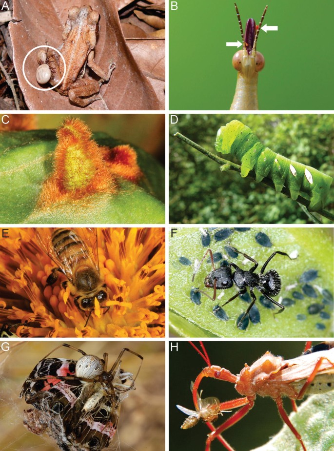Arthropods Why It Is So Crucial To Know Their Biodiversity Springerlink