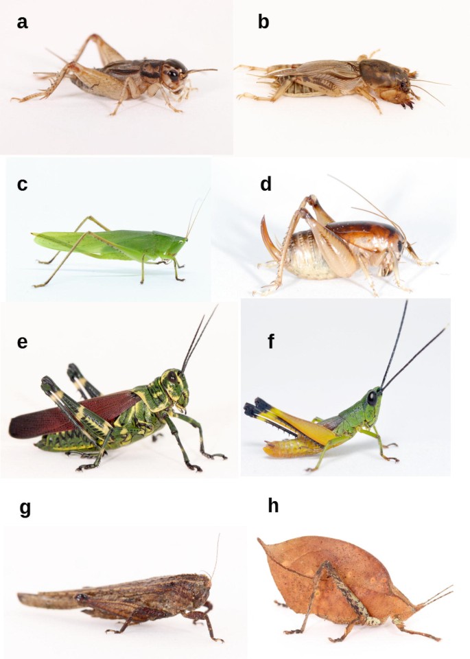 Measuring Orthoptera Diversity