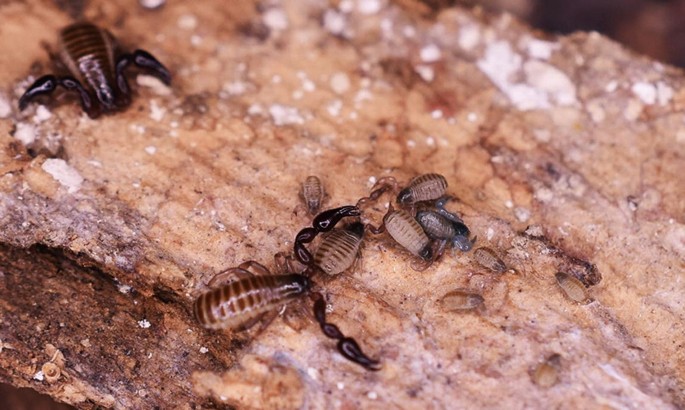 Techniques for Collection and Sampling of Pseudoscorpions (Arthropoda: Arachnida) | SpringerLink Techniques for Collection and Sampling of Pseudoscorpions (Arthropoda: Arachnida) | SpringerLink