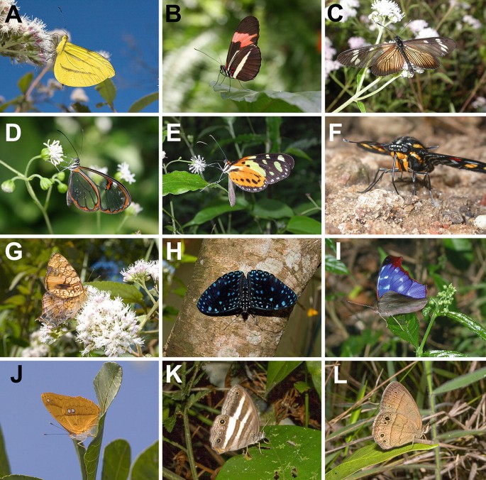 Sampling Methods for Butterflies (Lepidoptera)