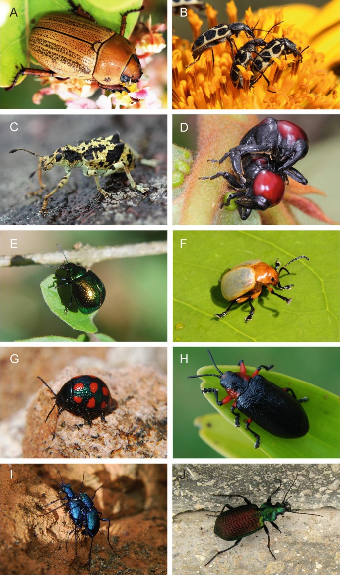 Sampling Methods for Beetles (Coleoptera) | SpringerLink