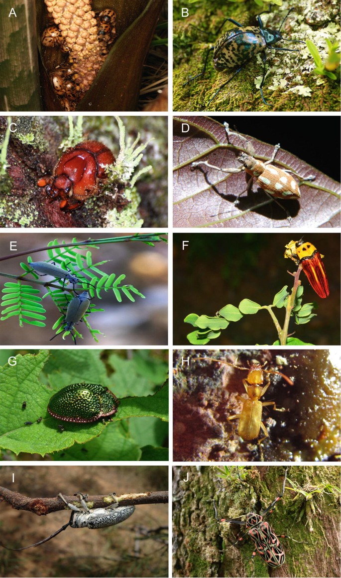 Sampling Methods for Beetles (Coleoptera) | SpringerLink