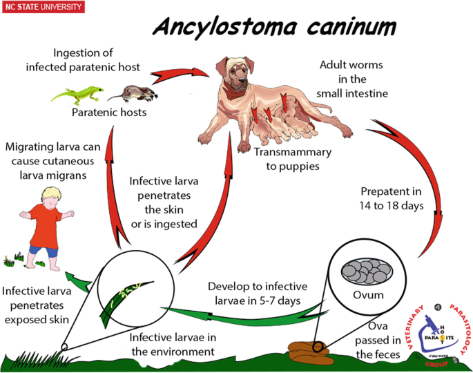 Ancylostoma caninum and Other Canine Hookworms | SpringerLink
