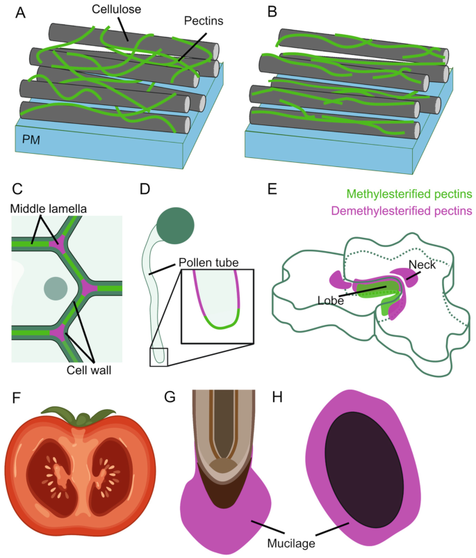 Biosynthesis, Localisation, and Function of Pectins in Plants | Springer  Nature Link