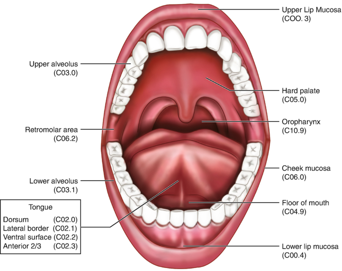 Neoplasms of the Oral Cavity and Oropharynx | SpringerLink
