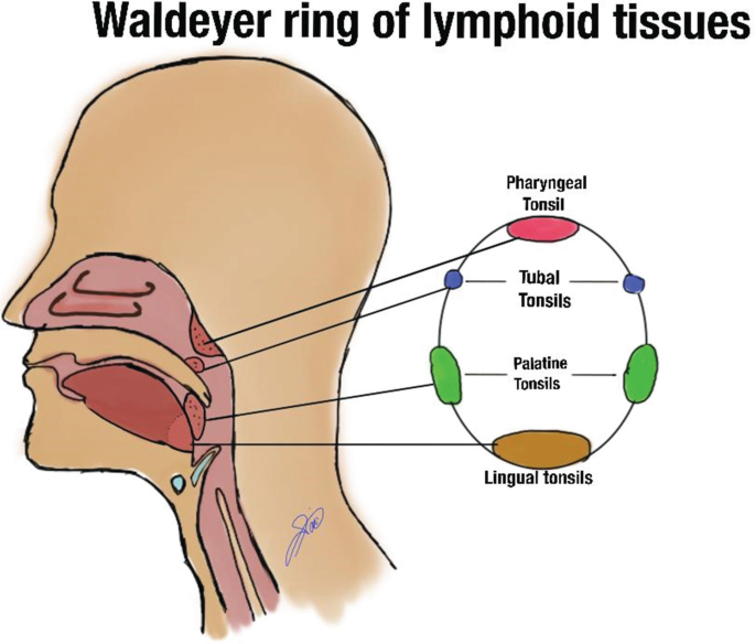 WALDEYER'S LYMPHATIC RING – Dentowesome