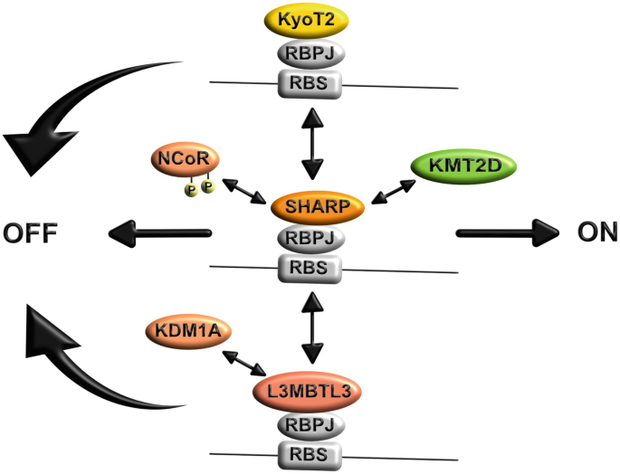 Transcription Factor RBPJ as a Molecular Switch in Regulating the Notch  Response | SpringerLink