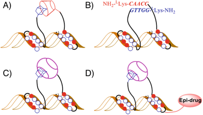 A) Pseudocomplementary pairing of nA and sT. (B) A double D-loop