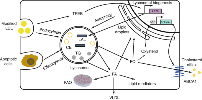 Lysosomal Acid Lipase Deficiency | SpringerLink