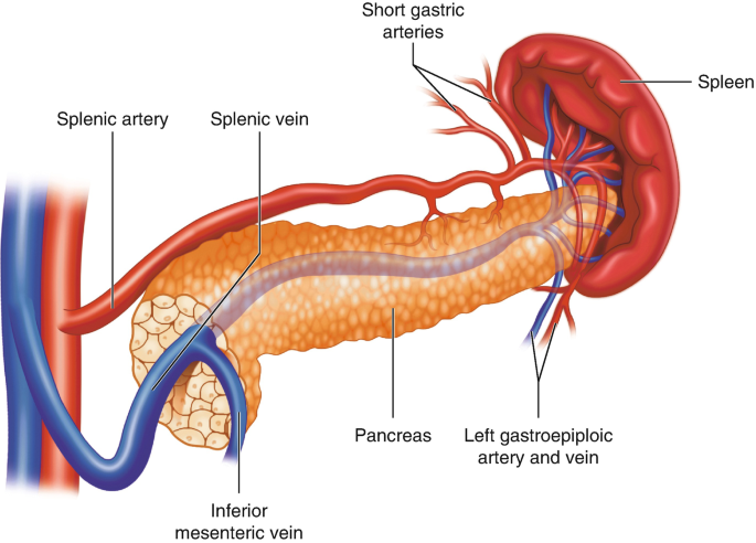Spleen and Peritoneal Cavity | SpringerLink
