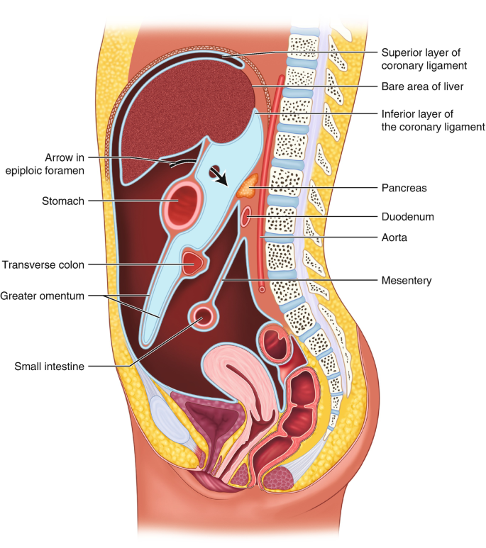 Spleen and Peritoneal Cavity | SpringerLink