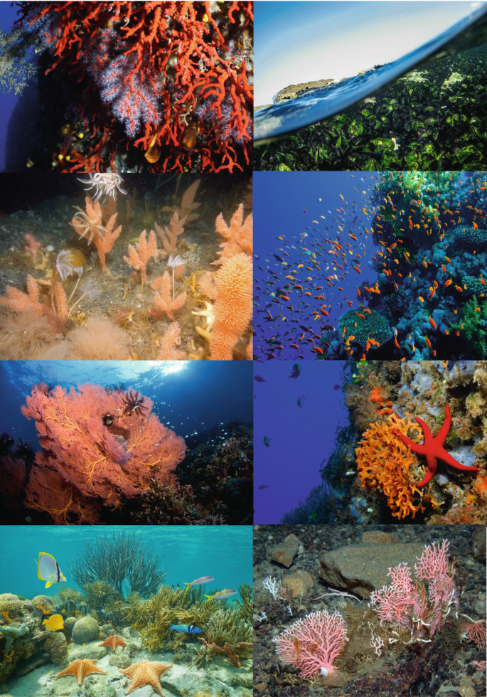 Marine Animal Forests as Carbon Immobilizers or Why We Should Preserve  These Three-Dimensional Alive Structures | SpringerLink