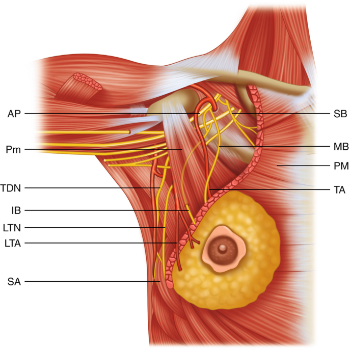 Breast Embryology and Anatomy