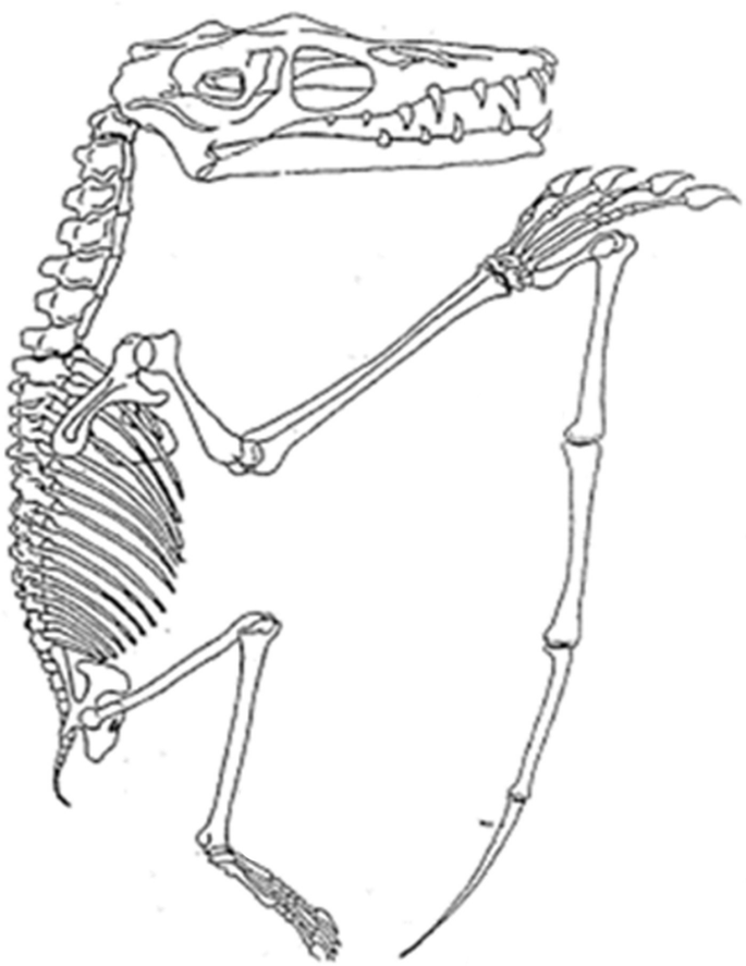 An illustration of the Scaphognathus crassirostris skeleton after reconstruction.